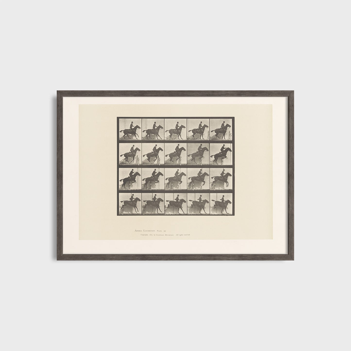 Ruch konia - Eadweard Muybridge (1887) - Wydruk Nr 105