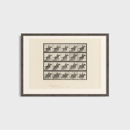 Ruch konia - Eadweard Muybridge (1887) - Wydruk Nr 105