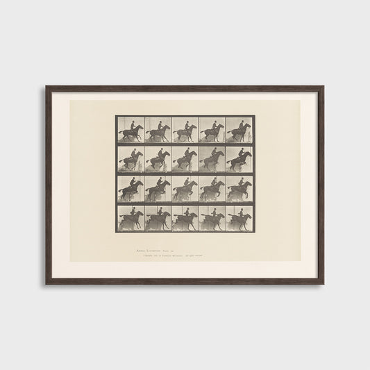 Ruch konia - Eadweard Muybridge (1887) - Wydruk Nr 105