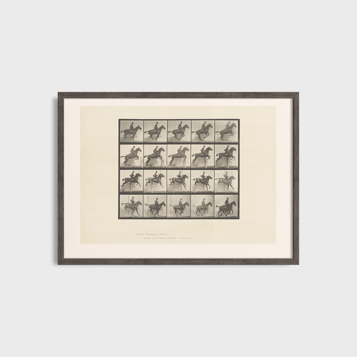 Horse Locomotion - Eadweard Muybridge (1887) - Fine Art Print N 106