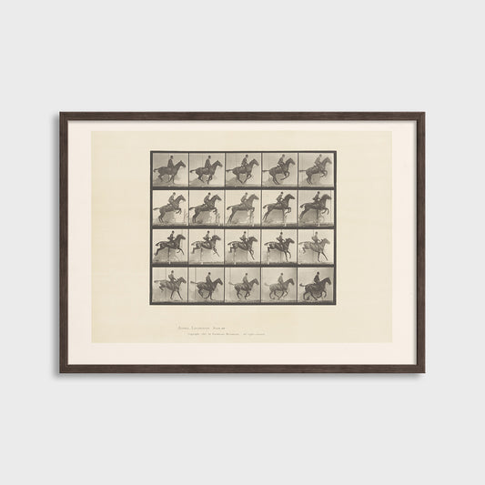 Ruch konia - Eadweard Muybridge (1887) - Wydruk Nr 106