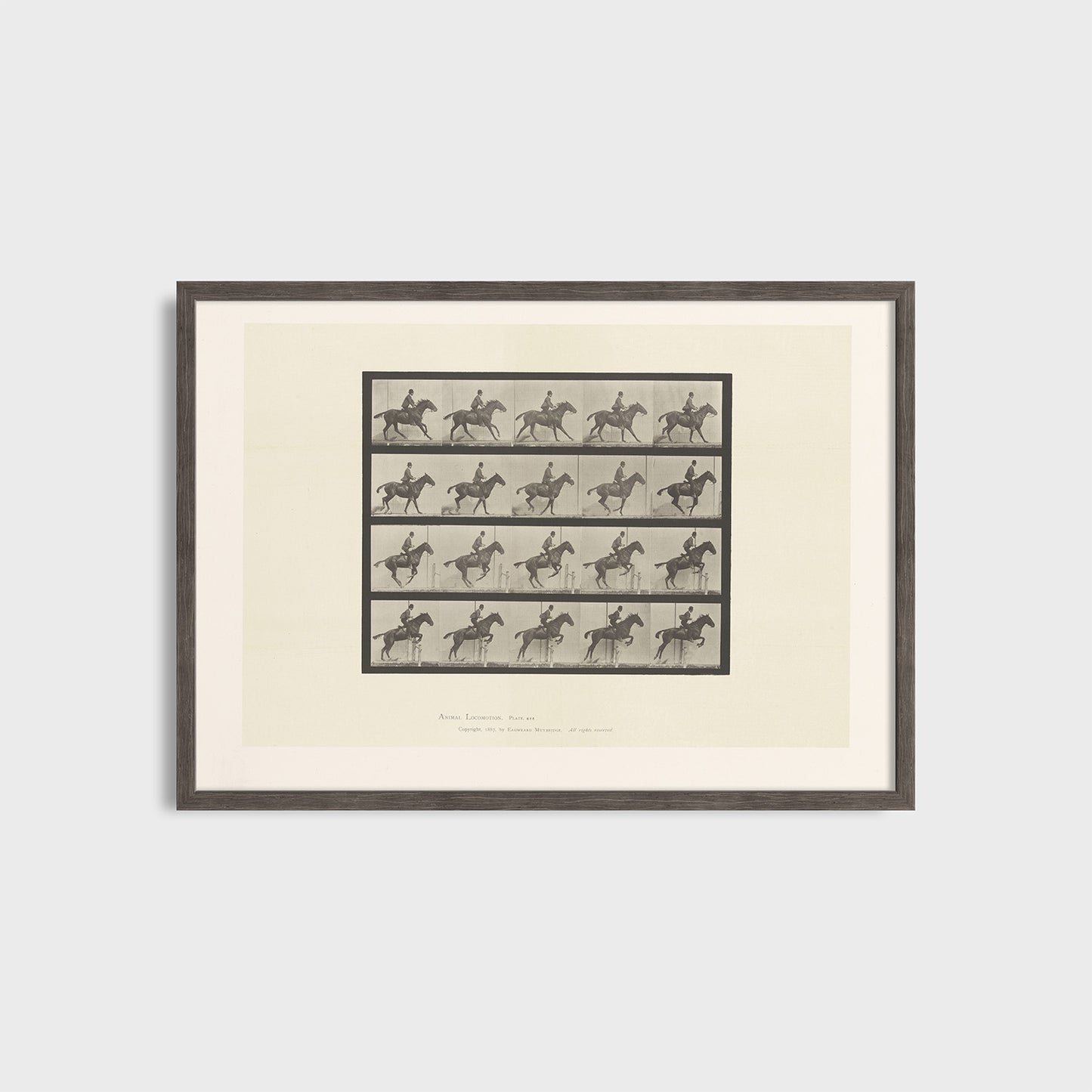 Ruch konia - Eadweard Muybridge (1887) - Wydruk Nr 107