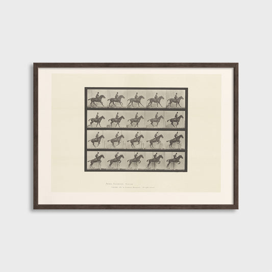 Ruch konia - Eadweard Muybridge (1887) - Wydruk Nr 107
