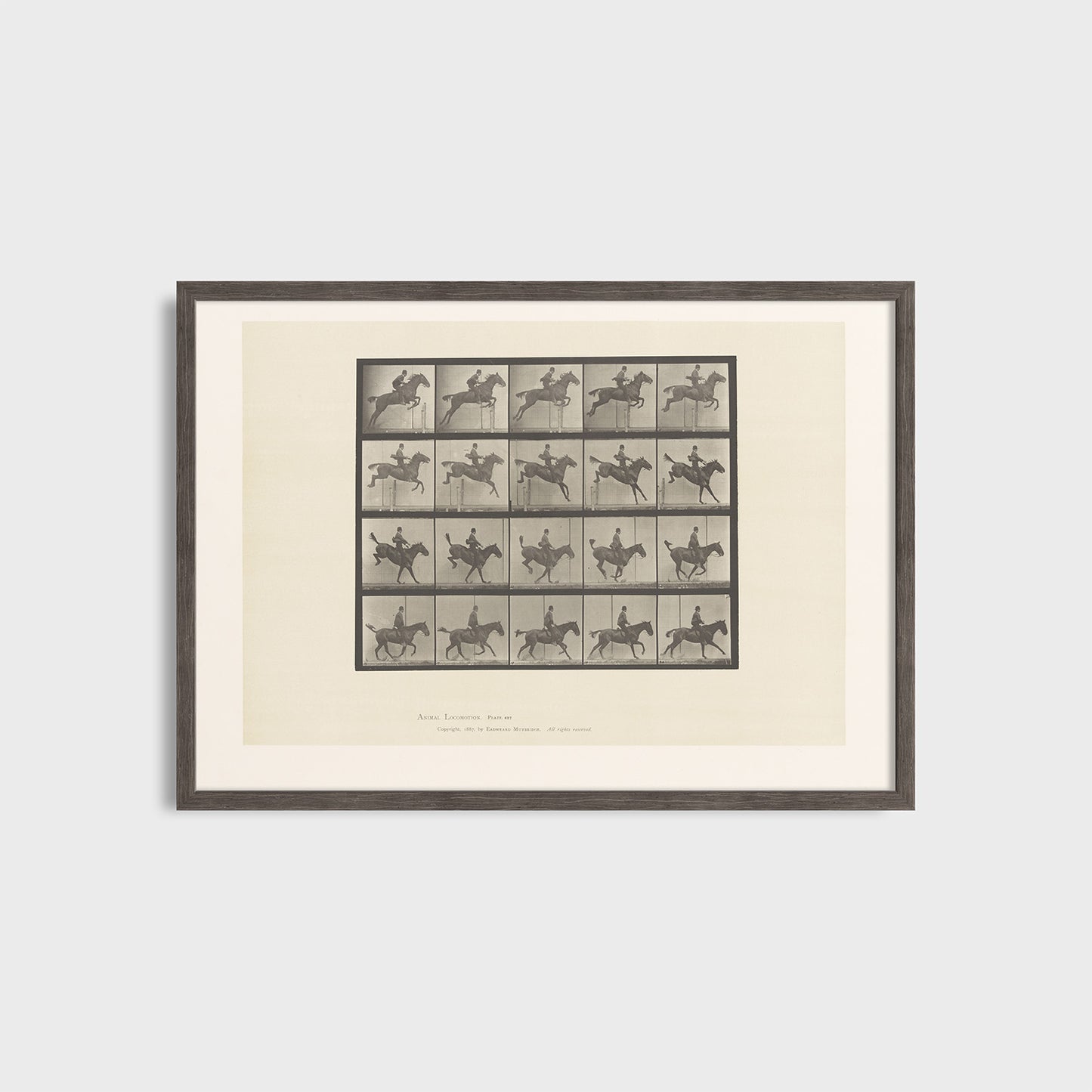 Ruch konia - Eadweard Muybridge (1887) - Wydruk Nr 108