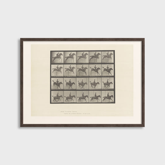 Ruch konia - Eadweard Muybridge (1887) - Wydruk Nr 108